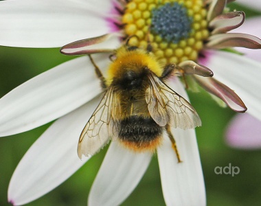 Bombus lapidarius, Red-tailed Bumblebee, worker, Alan Prowse